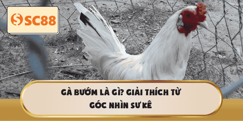 Gà bướm là gì? Giải thích từ góc nhìn sư kê